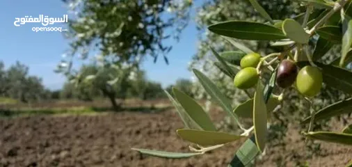  4 2دونم للبيع في كفرراعي (جنين)