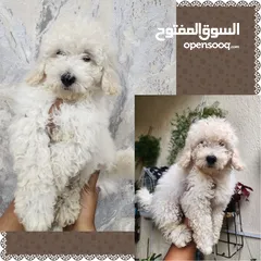  1 MiNi Poodle Male Puppy