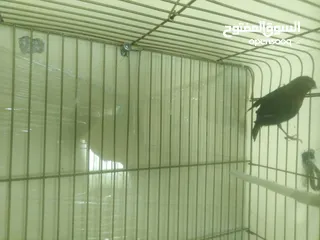  2 طيور كناري لون مخملي  للبيع المستعجل ( اقرأ الوصف جيدا )