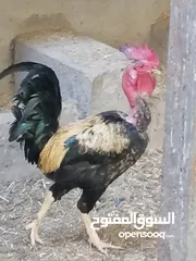  1 متاح متاح ديج عرب ابو ركيبه اقرا لوصف