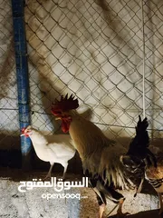  2 دجاج بلدي للبيع