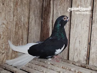  2 مجموعة زغاليل وشبابات للبيع