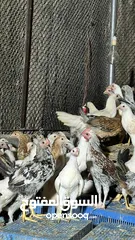  8 للبيع دجاج محلي