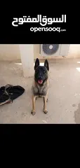  1 berger malinois