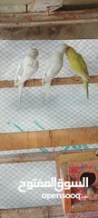  2 طيور الحب للبيع