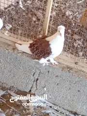  2 نزوى _حي التراث