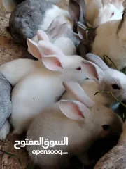  10 ارانب بلدي.. فرنسي..الذبح...جميع الوان والعمار وانثى وذكور...