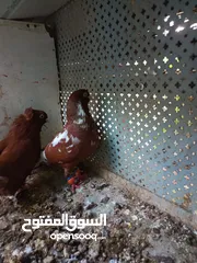  9 15 جواز للبيع مشكلات