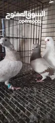  5 جوزين مخاليف جوز  كشكي اصفر وجوز مسكي