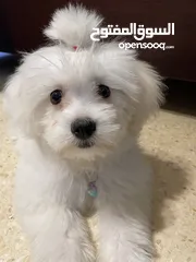  2 فرينش تيرير صغير عمره 4 شهور