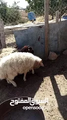  6 خرفان للبيع
