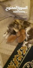  1 قطط للتبني