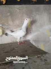  8 جوز كشكي اصفر طيره عجمية فحل هومر جوز مسكي