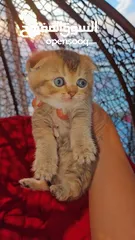  7 كيتين  سكوتش فولد kittens  scotch fold