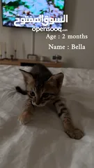  1 كيتنز للتبني برسوم  ، Kittens for adoption with fee
