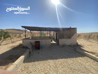 19 مزرعه زيتون منطقه قعفور