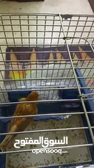  3 طير كنار نحاسي للبيع