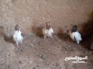  1 حمام نوع ارباش اذا بدك بلدي موجود اذا بدك امبندق موجود