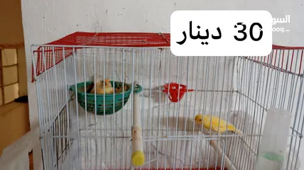  1 3 جواز عصافير كنار تحتهم بيض + فراخ عمر شهرين ونصف واكثر للبيع موجود في مادبا