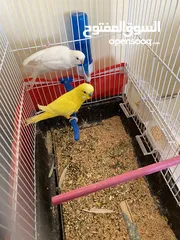  1 جوز طيور حب للبيع