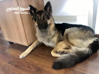  11 جيرمن شيبردس puppies