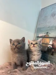  6 قطط سكوتش للبيع