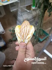  1 جواز كنار حبات بالصلاه على النبي