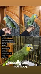  1 Brazilian green parrot ‎ببغاء اخضر برازيلي