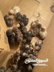  1 فراغ صيصان بلدي للبيع يوجد من عمر اليوم حتى الشهر إربد قرب الحي الشرقي.