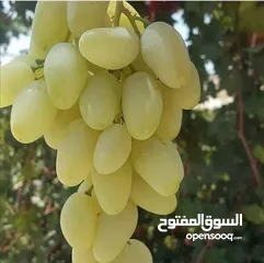  25 جميع انواع الاشجار  وفريق لصيانة وتنسيق جميع الحدائق والأشجار