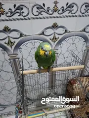  3 ببغاء امزوني اورنج اليف عمره 7. اشهربيع او مراوس كاسكو