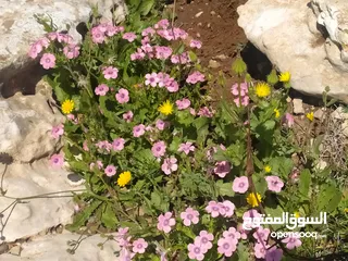  3 شقه للايجار طابق تاني بجانب كازيه مكه للمحروقات