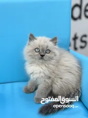  16 مجموعة قطط سكوتش فولد وستريت كل اشي الو سعر
