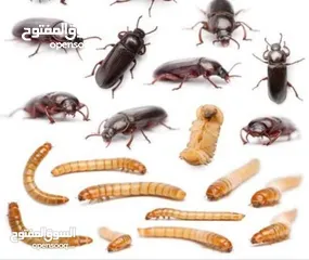  6 يرقات دود القبابي حي ميلوورم mealworm غذاء ممتاز بروتين حيواني لا يسبب التشحيم للطيور والاسمام