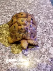  21 قطه و قط كتن كتنز بيبي القطه همالايا و صغيره شيرازي ابيض  و  سكوتش مع 7 اولاد و قنفذ و سلحفاه و بطه