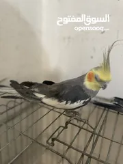 3 ‏ببغاء كوكتيل