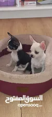  6 Chihuahua puppies