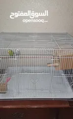  3 Budgies for sale with cage