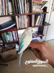  1 ثلاث ببغاء بادجي