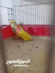  7 4 جواز حب و جوز روز بسعر حرق