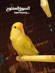  1 ببغاء الروز للبيع