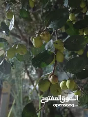  5 بيت بالقبله