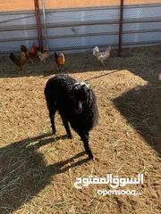  3 للبيع جاعده عمانيه مع بنتها