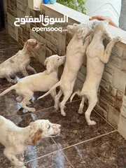  3 جراء صيد للبيع..سيتر