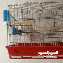  3 حبتين كوكتيل.   وما بعض..وهاديات مع قفص اربع معالف