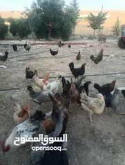  5 صيصان بلدي