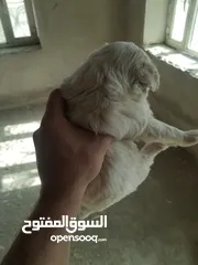  8 جرا مالتيز