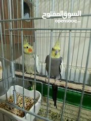  4 كوكتيل و حب