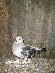  11 جوز بواز تحتيهن بيض مع فرخين فطم جديد