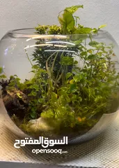  8 TERRARIUMS for Sale